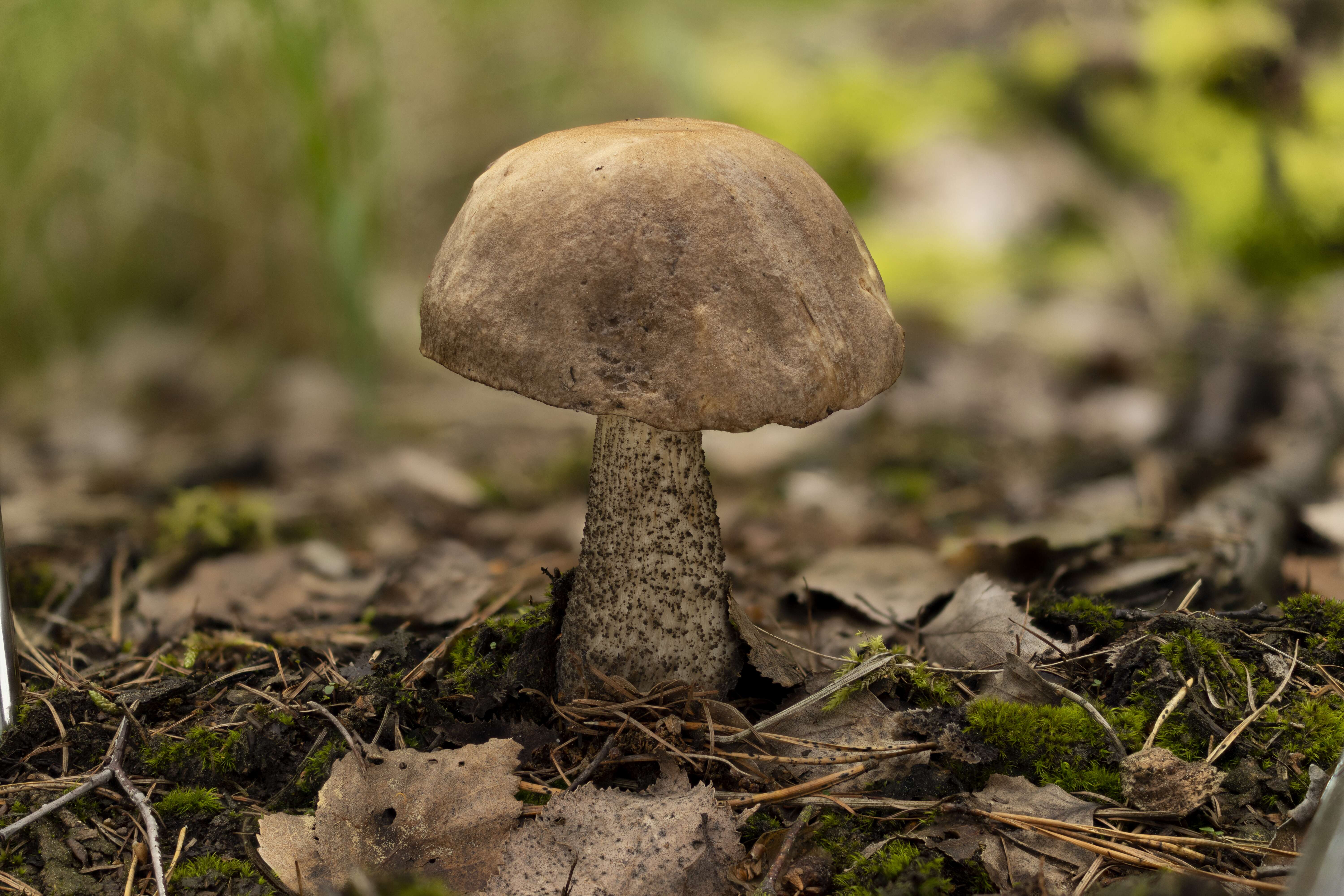 Image of Leccinum scabrum (Bull.) Gray 1821