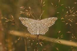 Scopula immorata Linnaeus 1758 resmi