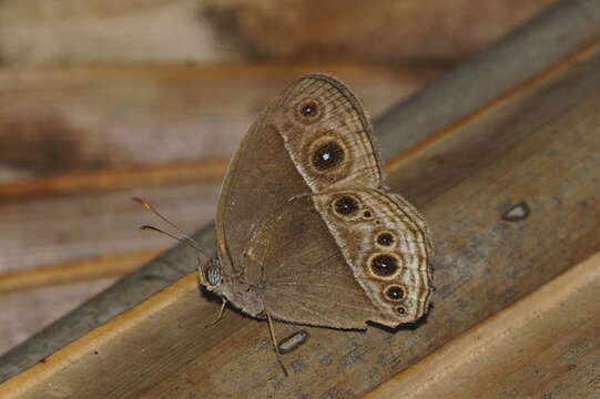 Imagem de Mycalesis mineus Linnaeus 1858