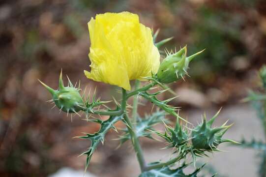 Image of Mexican pricklypoppy