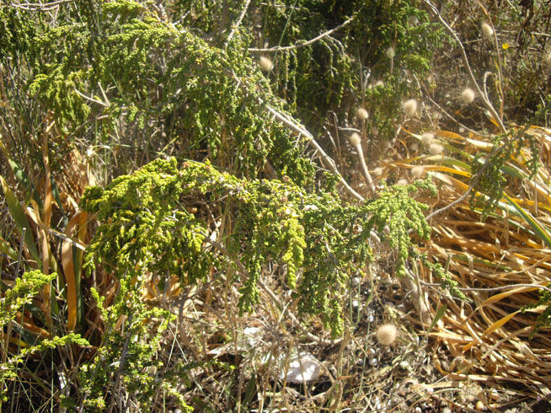 Image of Thymelaea hirsuta (L.) Endl.