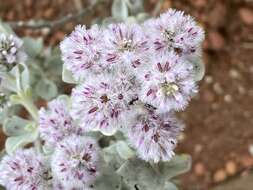 Image de Ptilotus obovatus (Gaudich.) F. Müll.