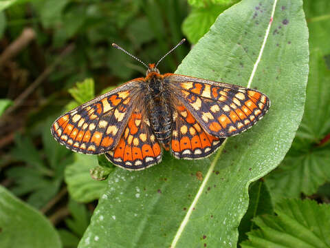 Plancia ëd Euphydryas aurinia