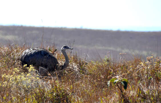 Image of Common Rhea