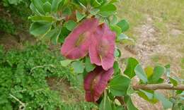 Image of Purple-pod cluster-leaf