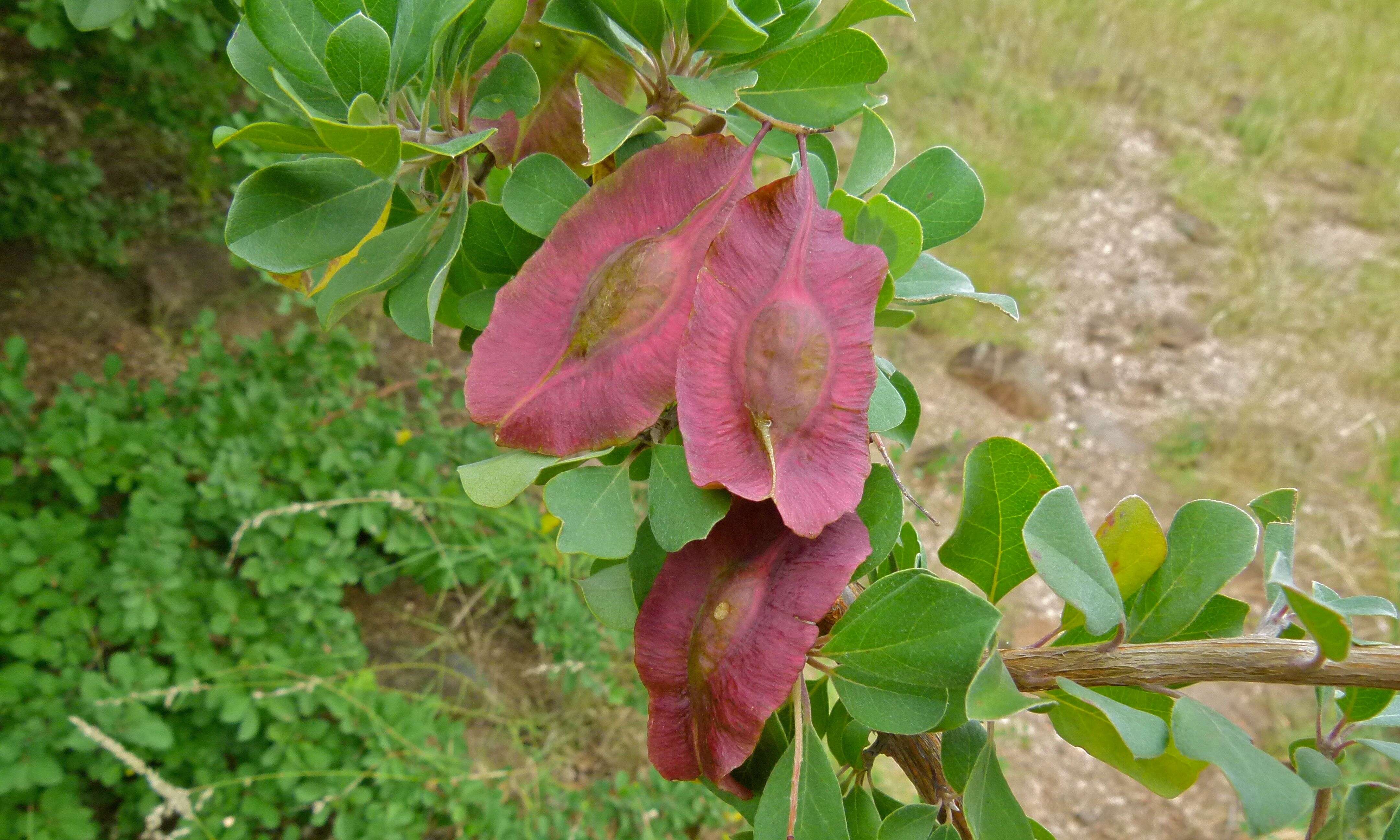 Image of Purple-pod cluster-leaf