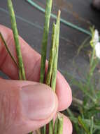 Image of limpograss