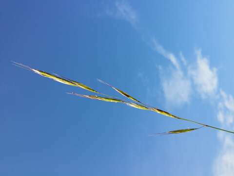 Plancia ëd Helictochloa pratensis (L.) Romero Zarco