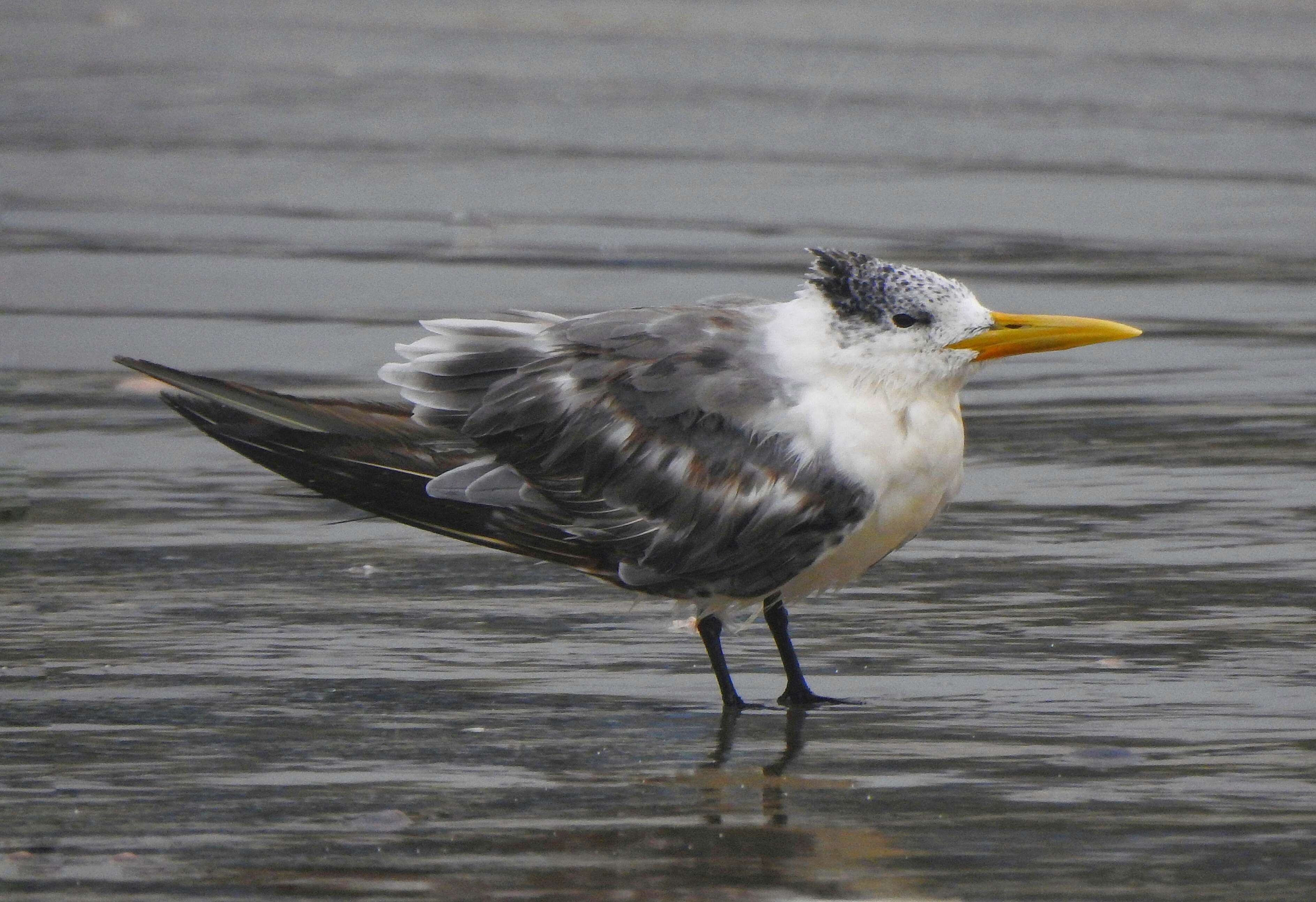 Image of Crested Tern