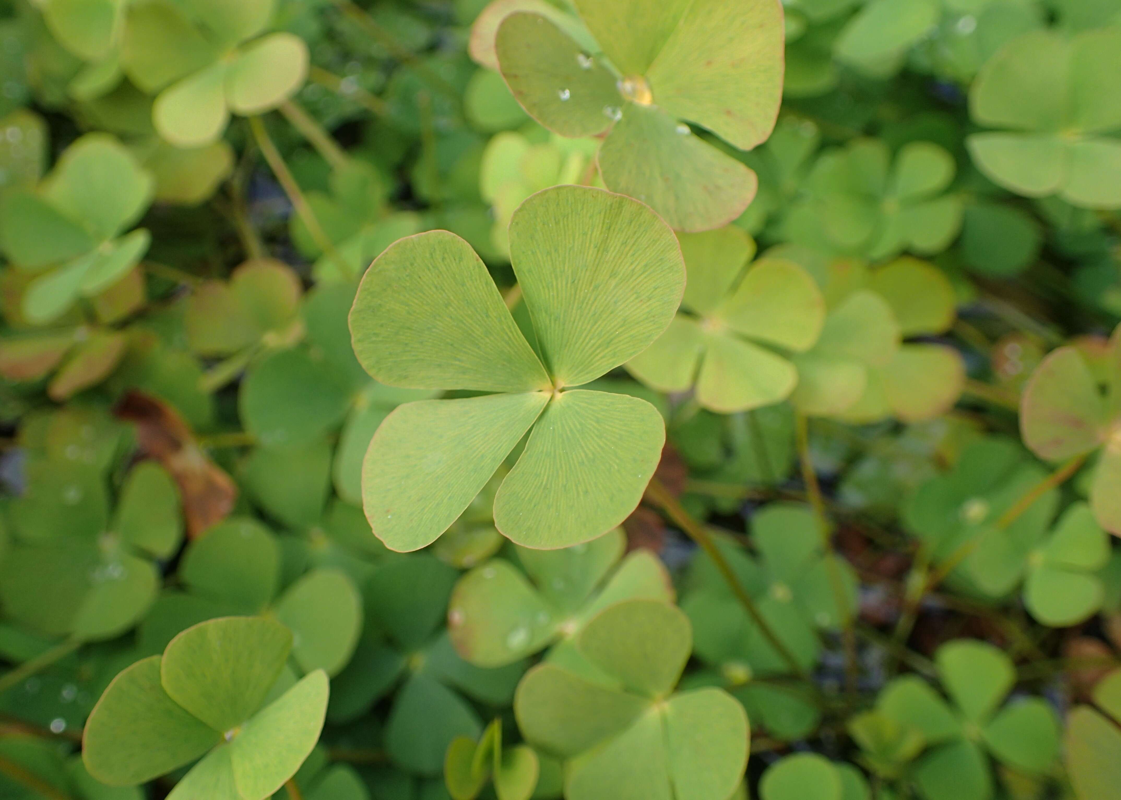 Plancia ëd Marsilea quadrifolia L.