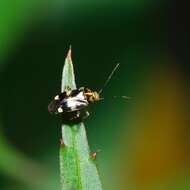 Image of Liocoris