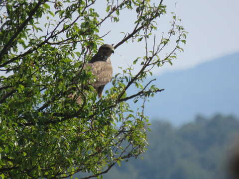 Image of Common Buzzard