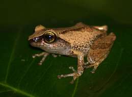 Image of Green Eyed Bushfrog