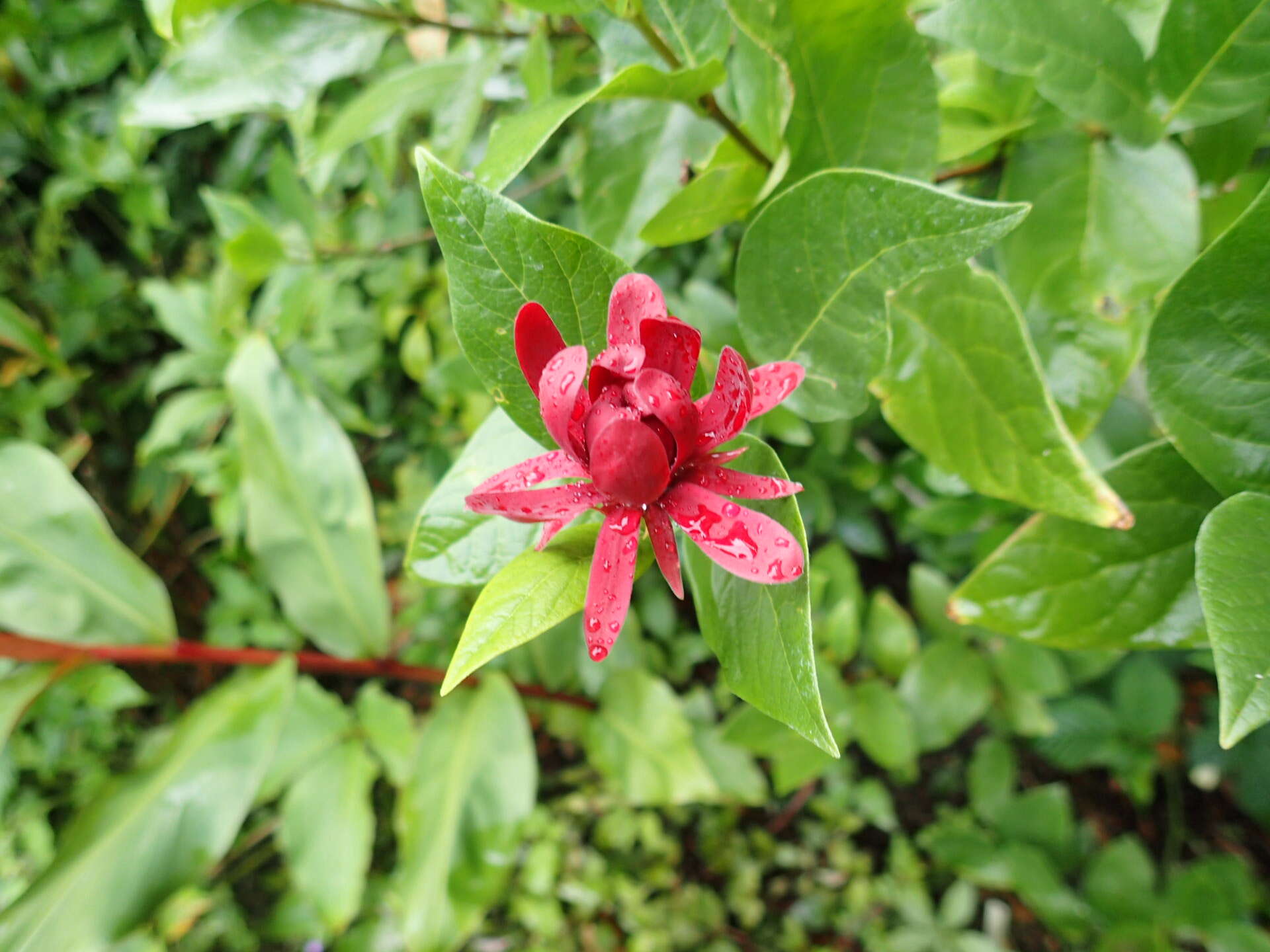 Image de Calycanthus occidentalis Hook. & Arn.