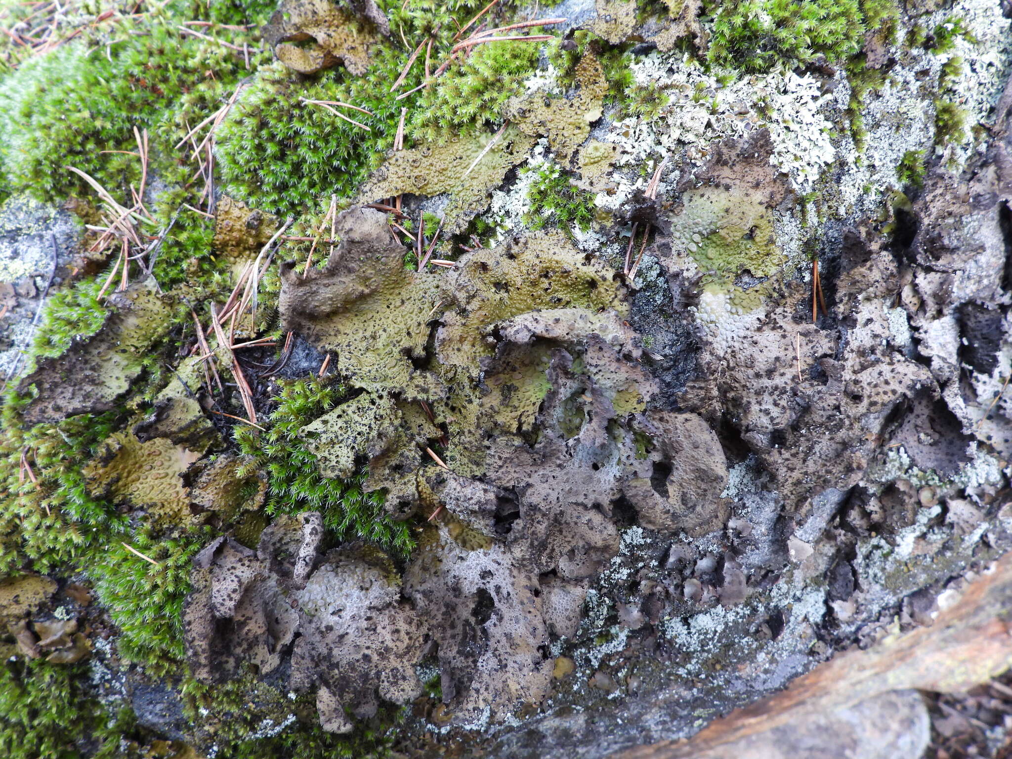 Image of blistered navel lichen