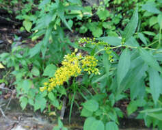 Imagem de Solidago gigantea Ait.