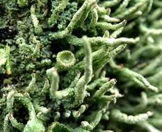 Image of Cladonia macilenta