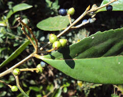 Image of Symplocos cochinchinensis (Lour.) Moore