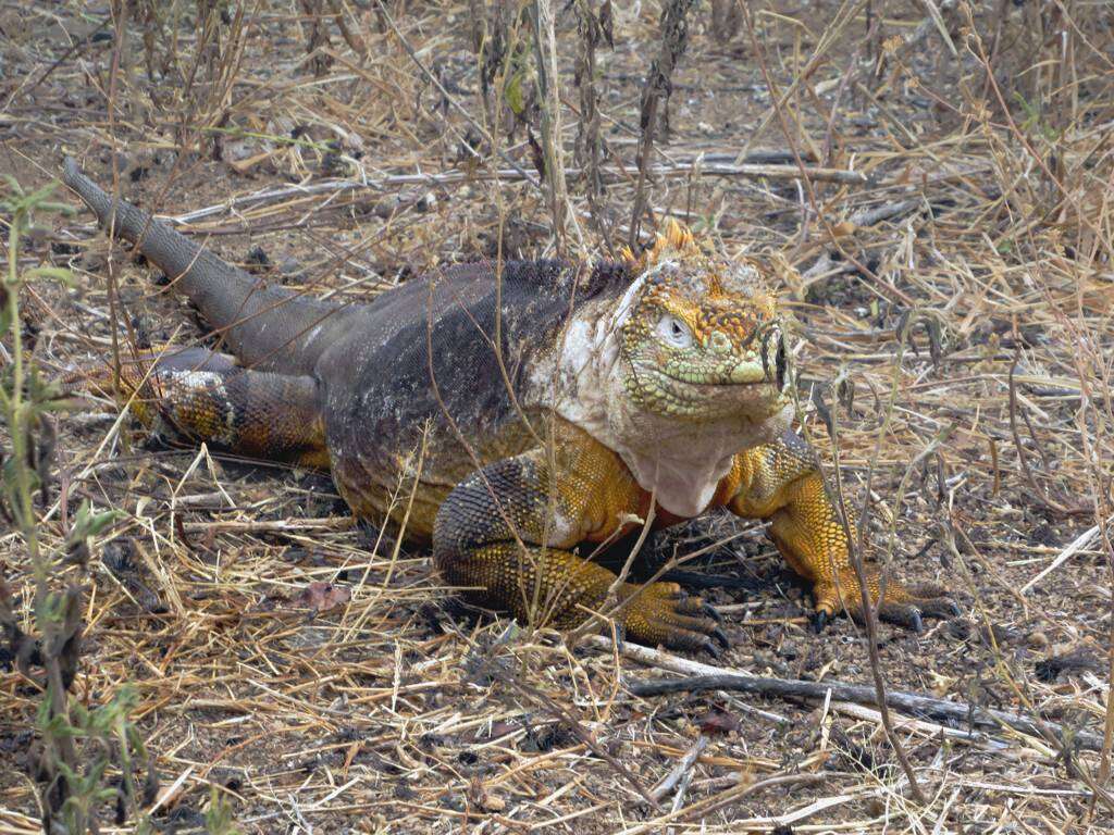 Image of Galapagos Land Iguana