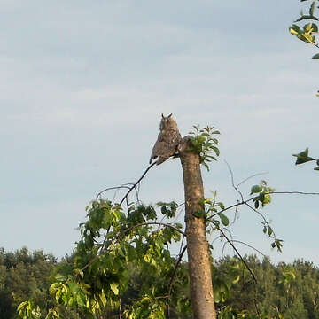 Image of Long-eared Owl