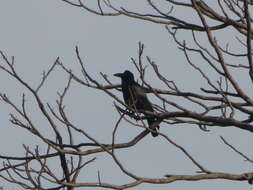 Image of Large-billed Crow