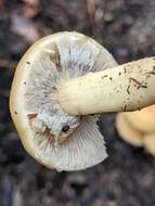 Plancia ëd Agrocybe praecox (Pers.) Fayod 1889