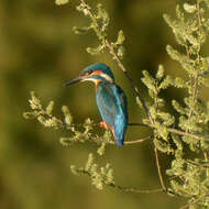 Image of Common Kingfisher