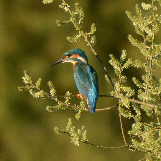 Image of Common Kingfisher