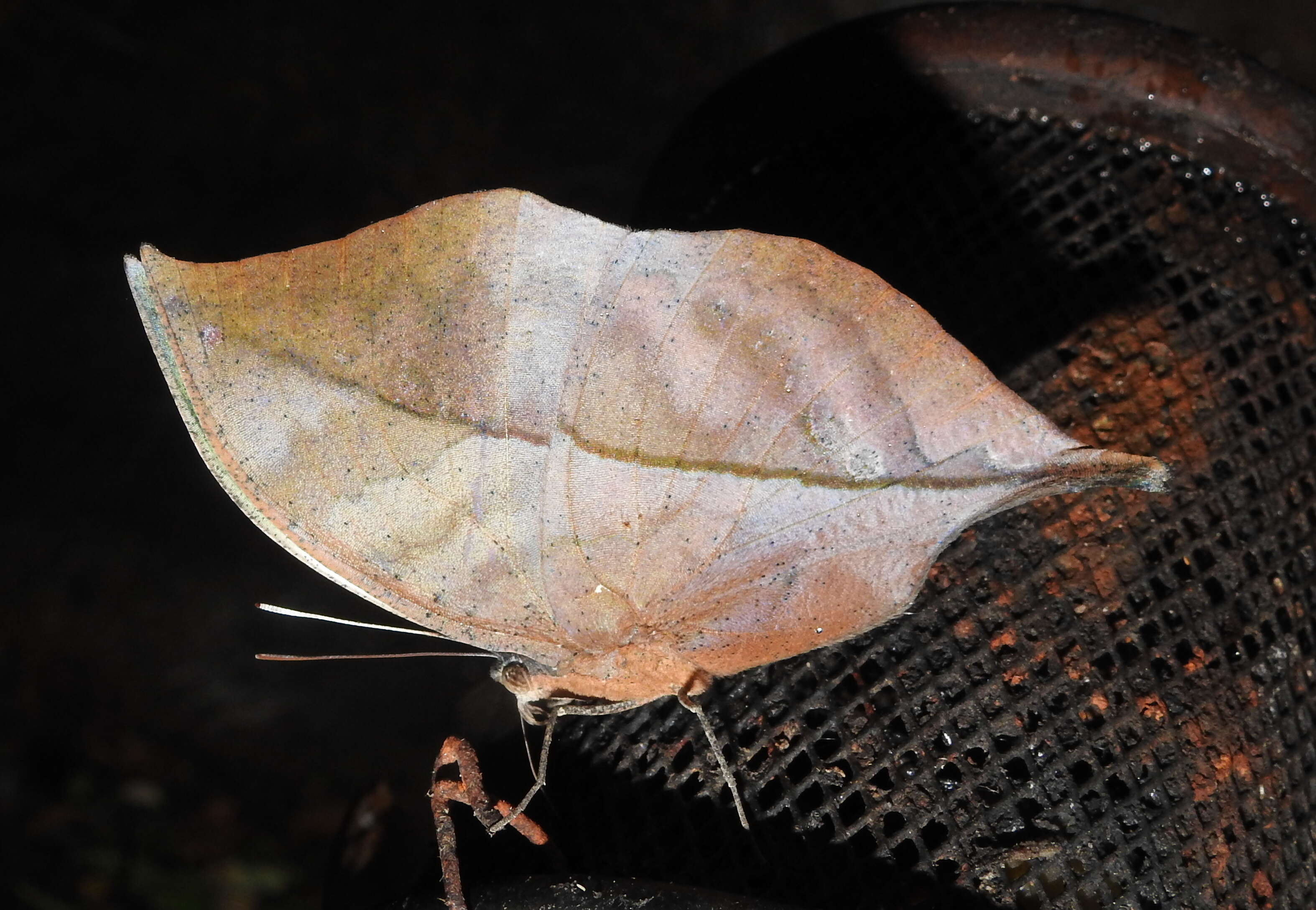 Image of Sahyadri blue oakleaf