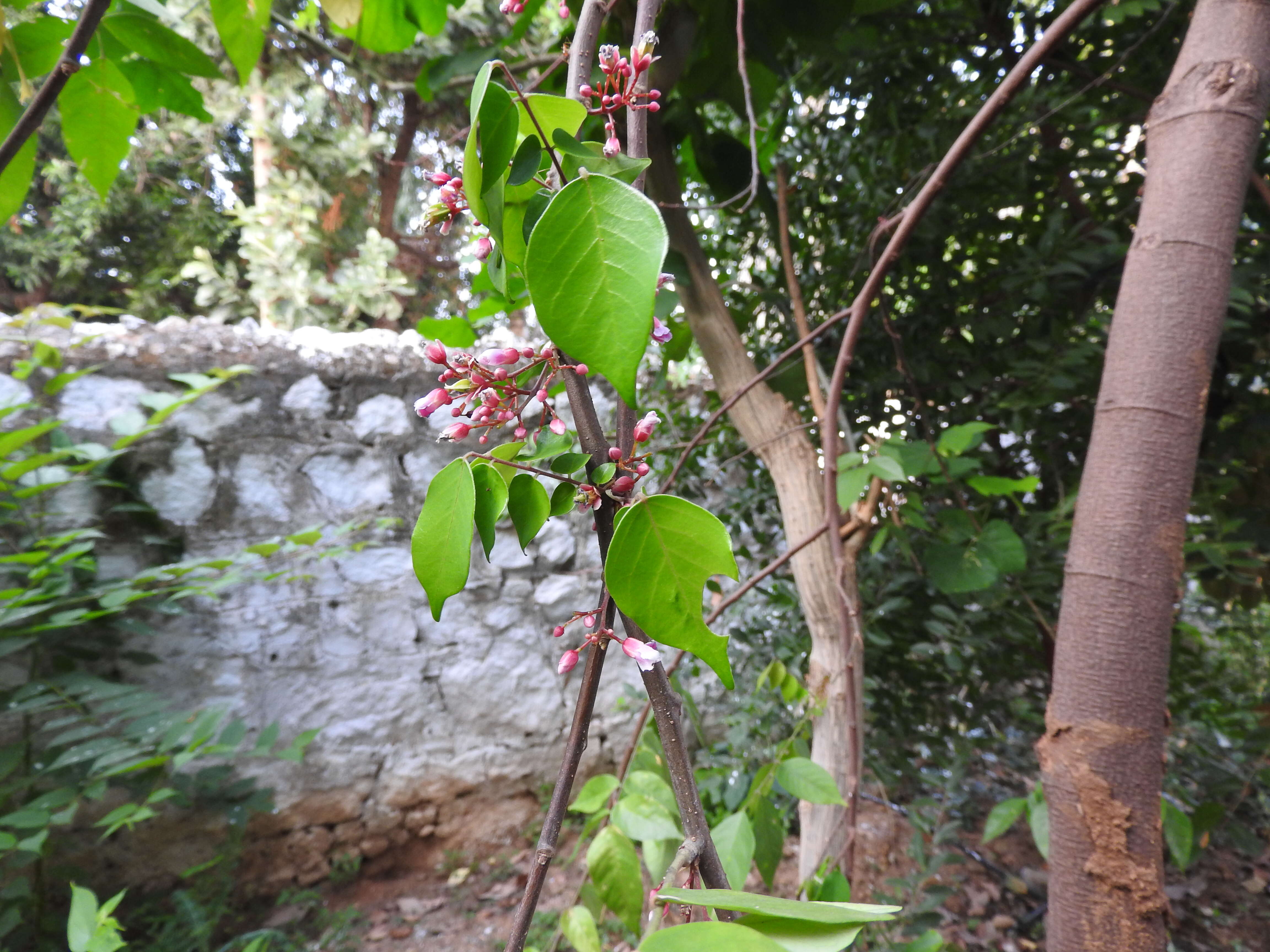 Image of carambola