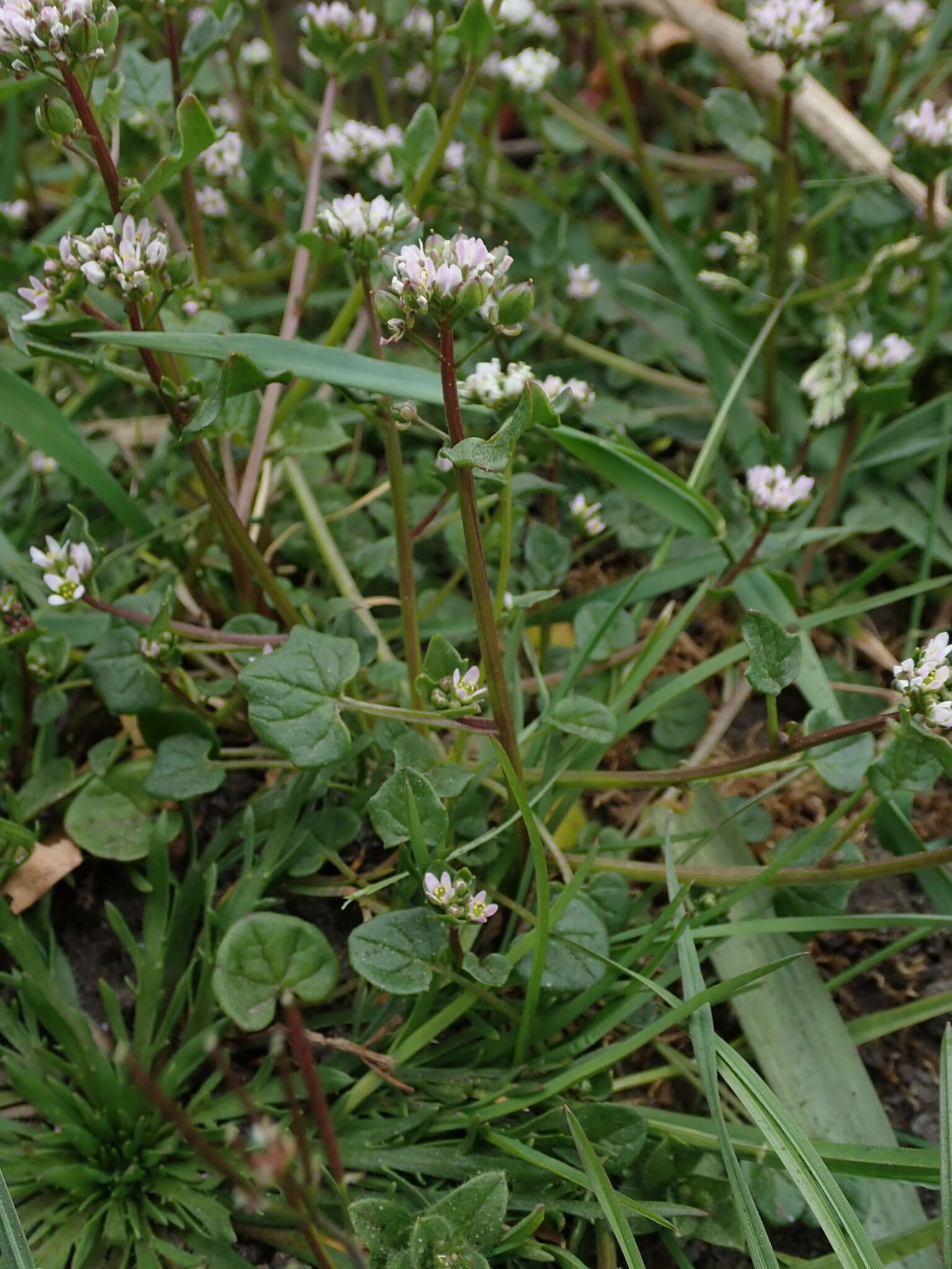 Image of early scurvygrass