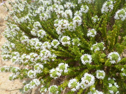 Image of Thymus carnosus Boiss.