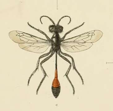 Image of Ammophila sabulosa (Linnaeus 1758)