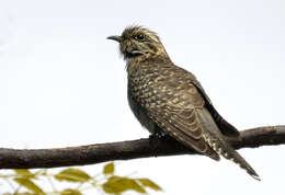 Image of Pallid Cuckoo