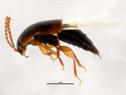 Image of Tachinus (Tachinus) corticinus Gravenhorst 1802