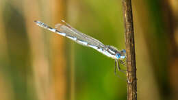 Image of Austrolestes annulosus (Selys 1862)