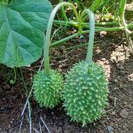 Image of West Indian gherkin