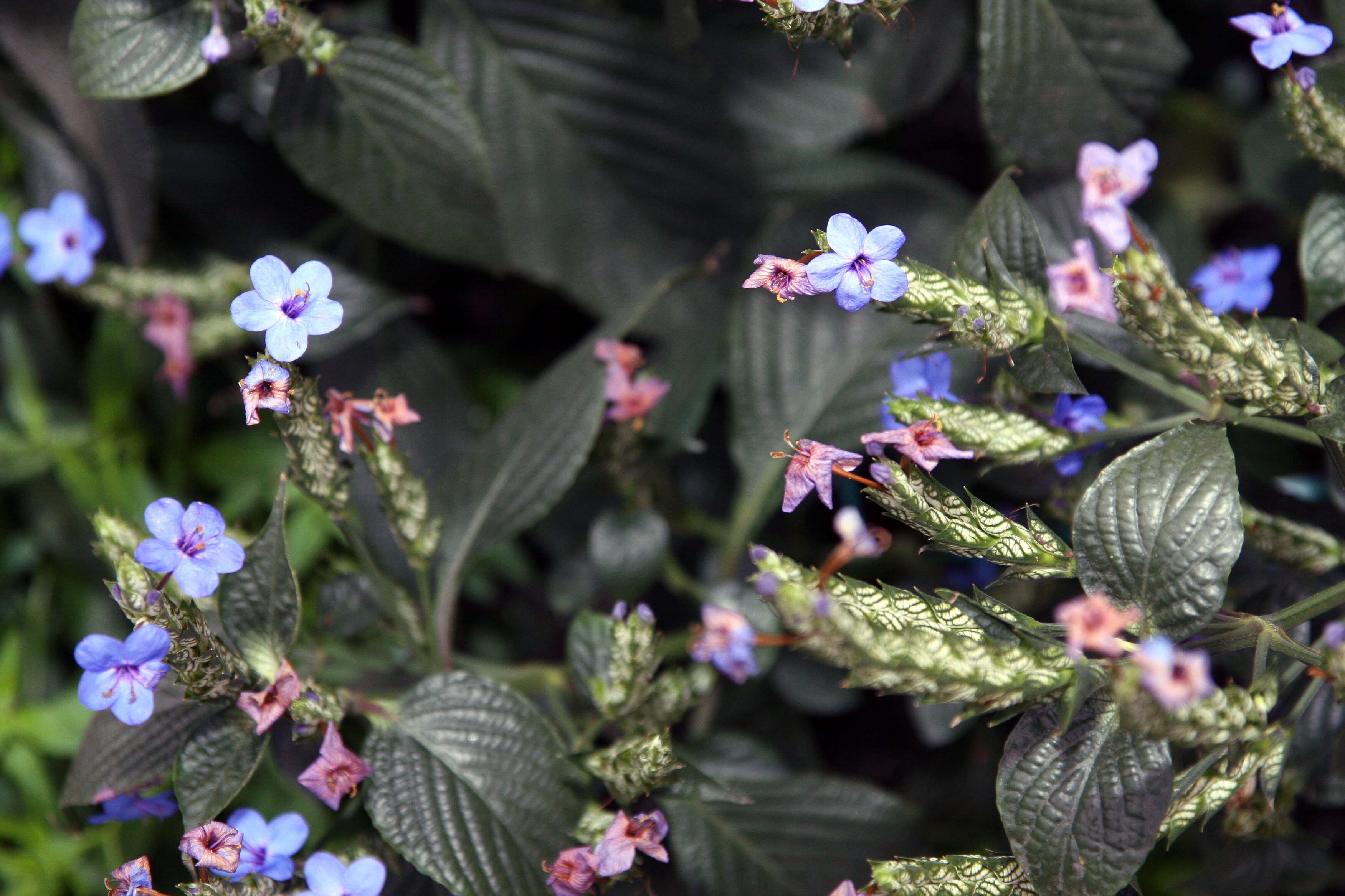 Image de Eranthemum pulchellum Andr.