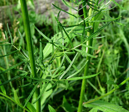 Image of Thalictrum lucidum L.