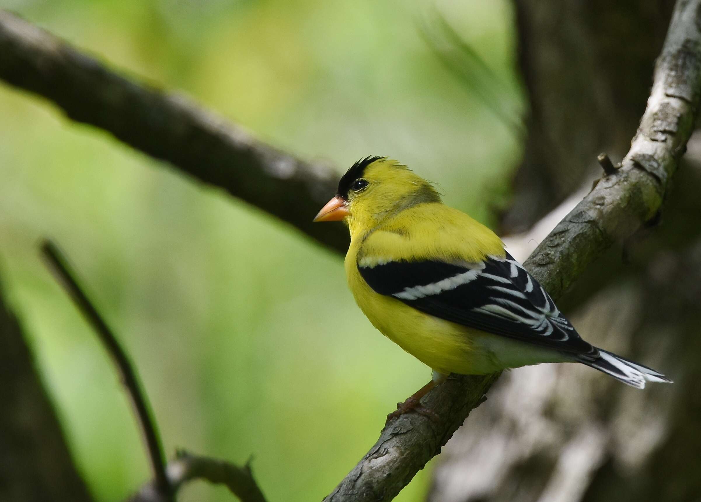 Image of American Goldfinch