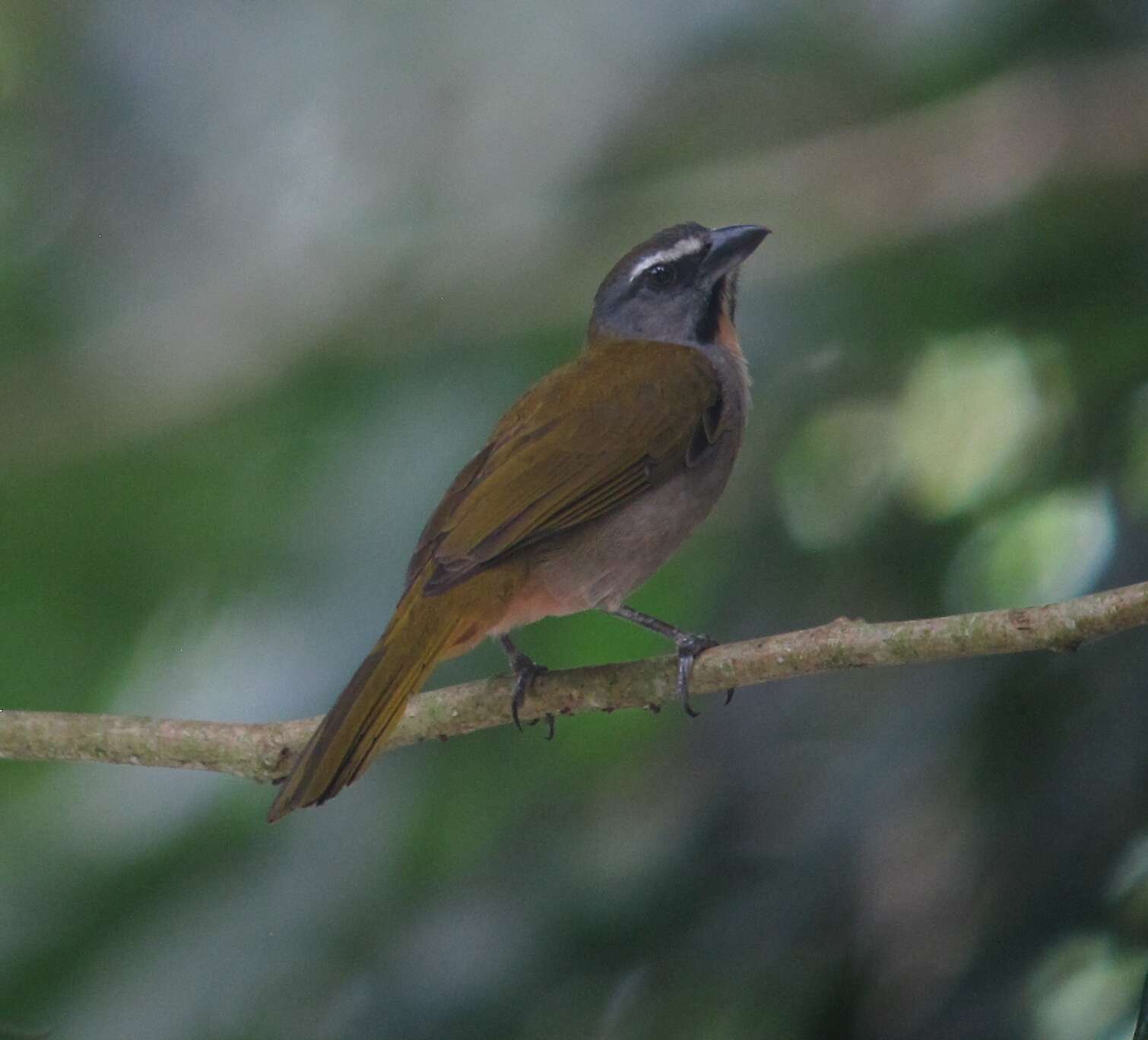 Image of Buff-throated Saltator