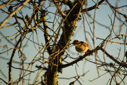 Image of Yellow-chinned Spinetail