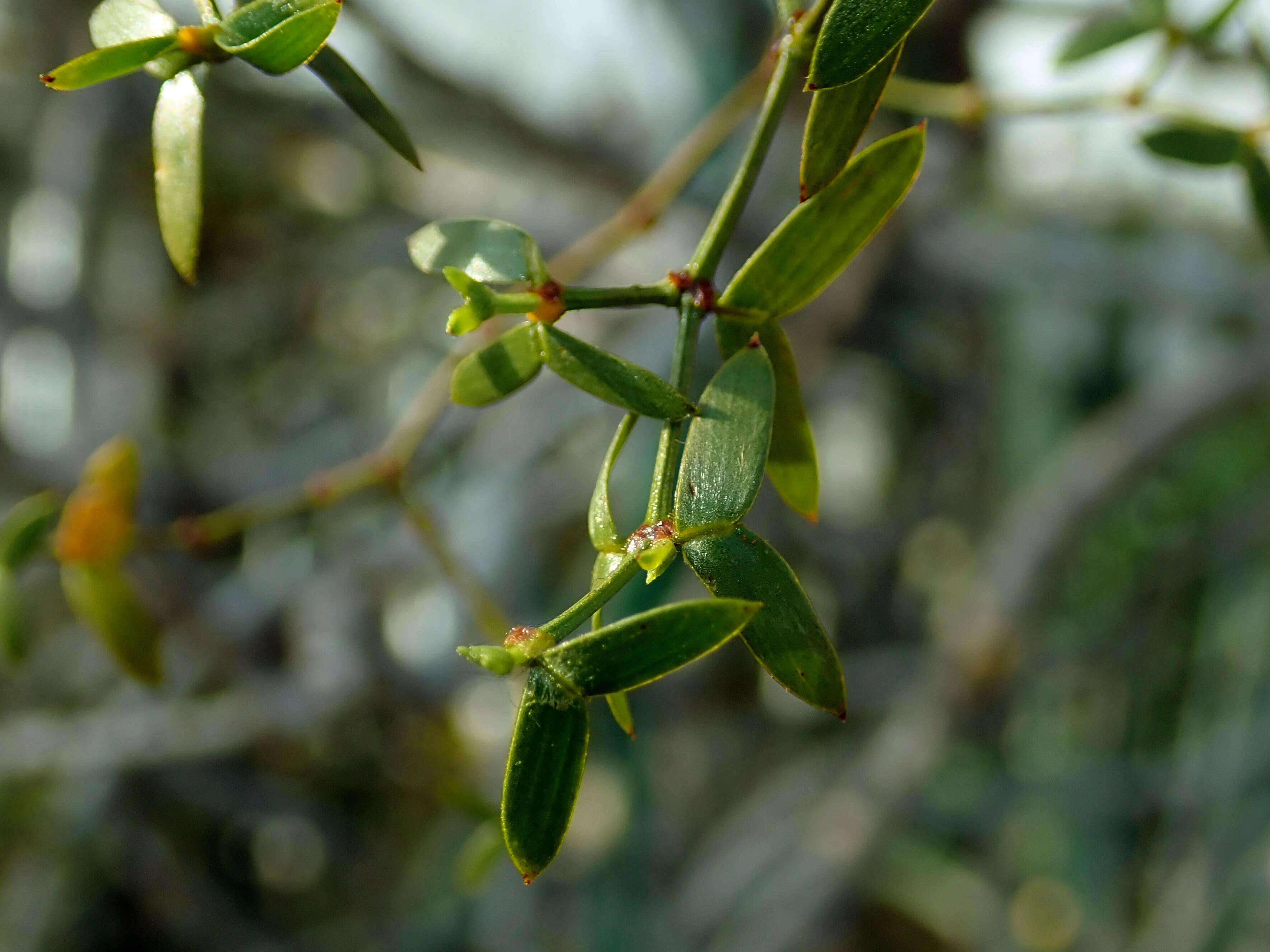 Image de Larrea divaricata Cav.