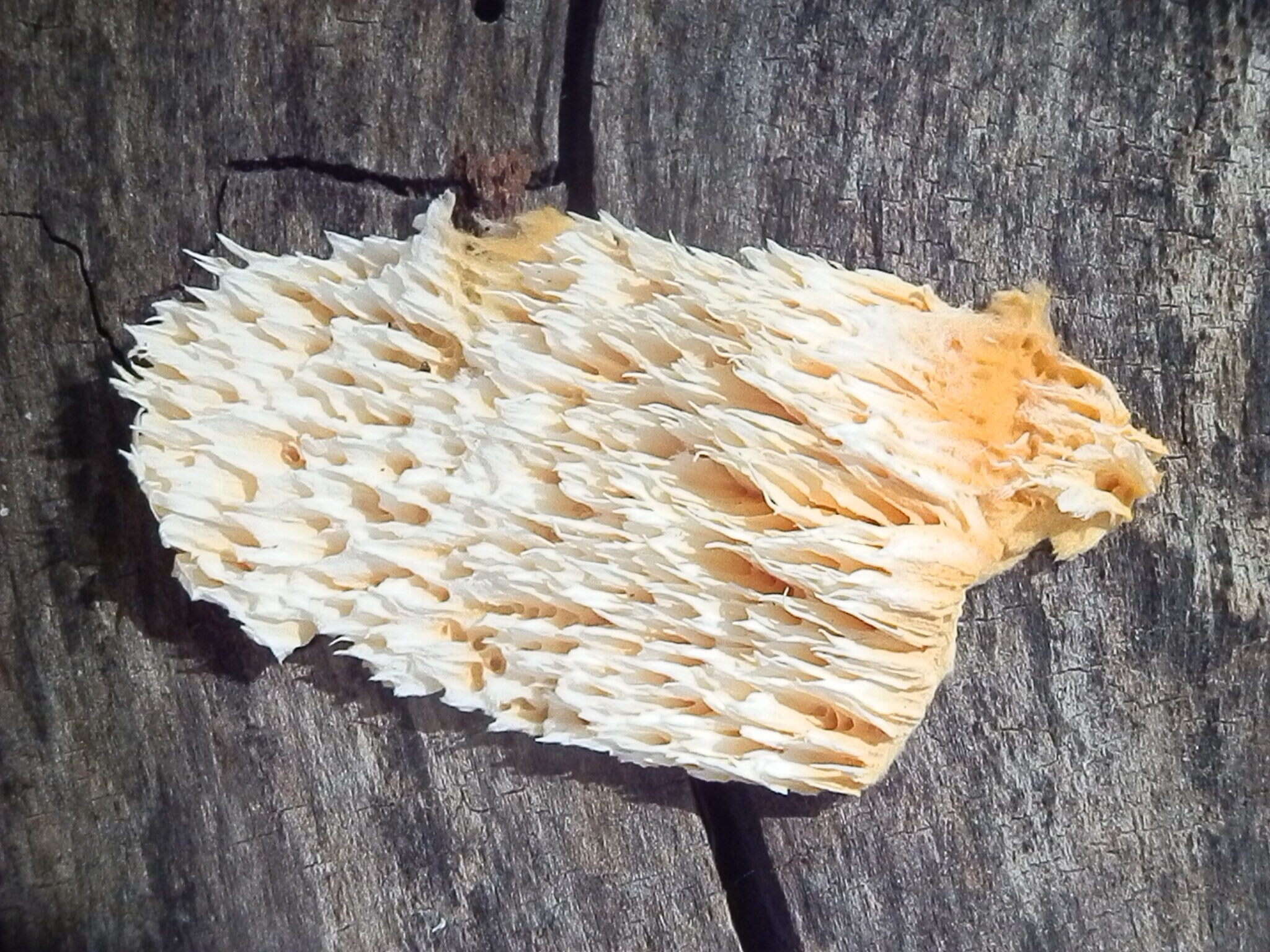 Image of Pycnoporellus spp.