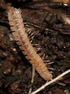 Image of Flat-backed millipede