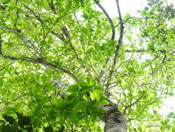 Image de Sterculia parviflora Roxb.