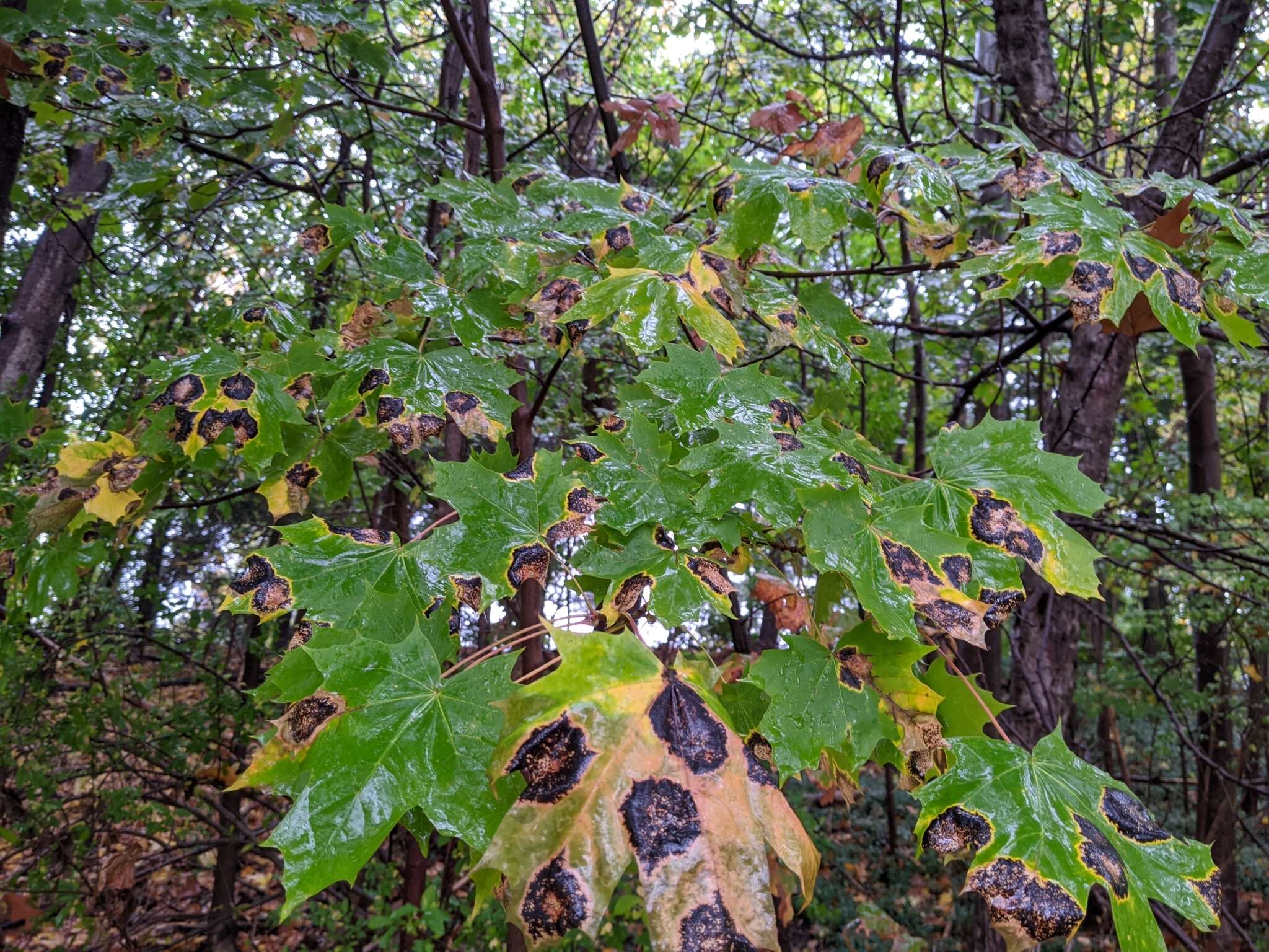 Image of European tar spot