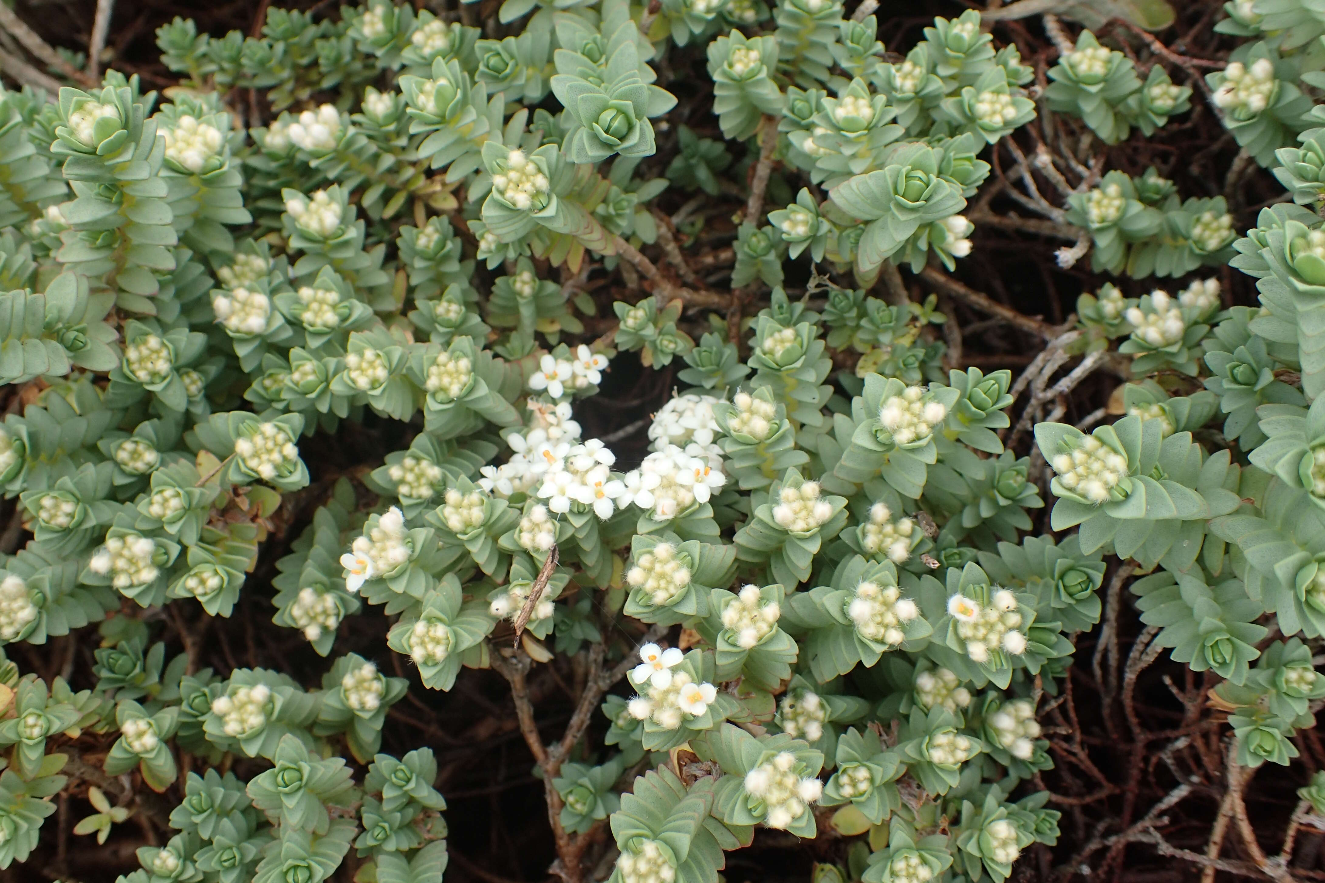 Image of Pimelea prostrata (J. R. & G. Forst.) Willd.