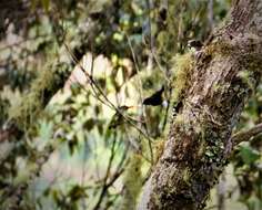 Image of Red-capped Flowerpecker