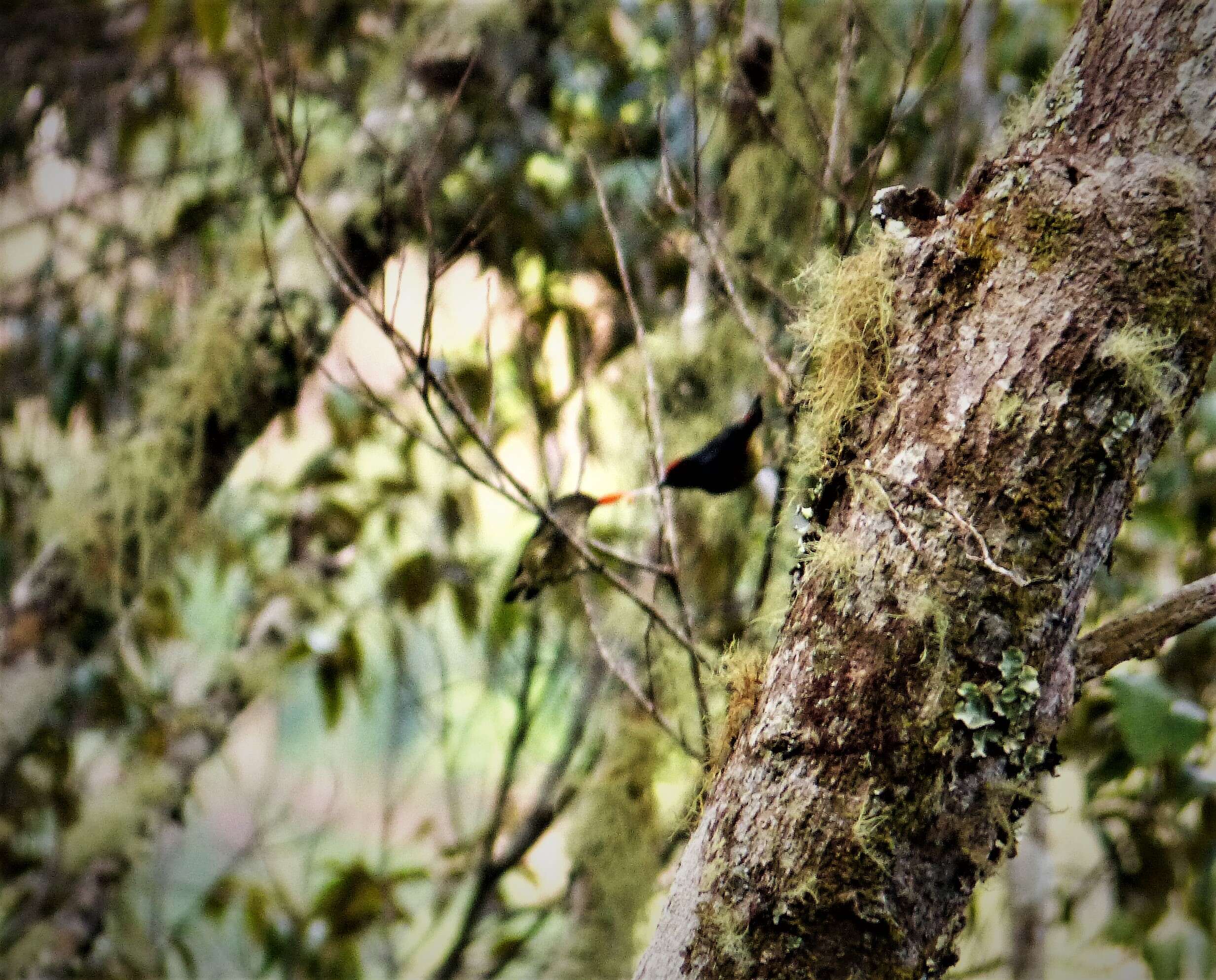 Image of Red-capped Flowerpecker